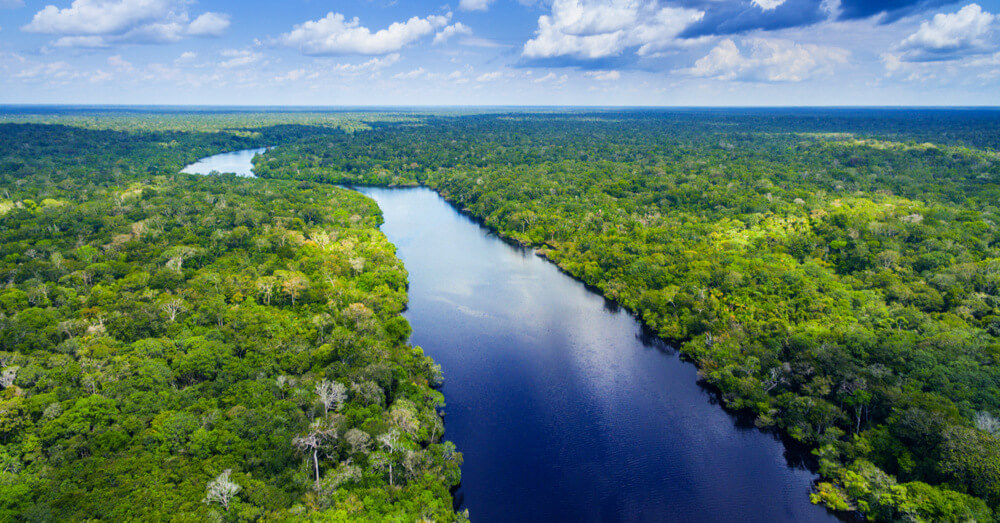 Bild des Amazonas-Regenwaldes