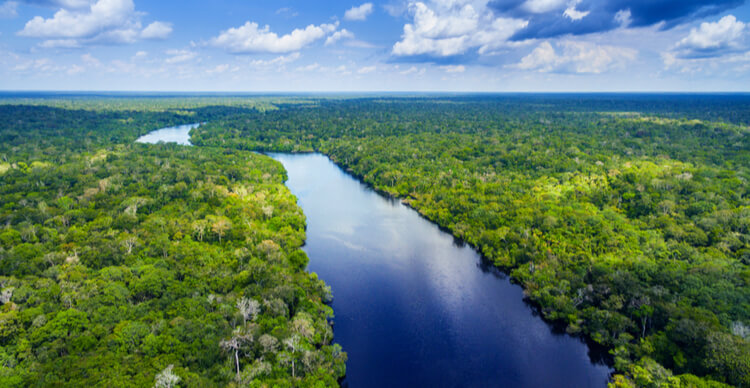 Bild des Amazonas-Regenwaldes in Brasilien